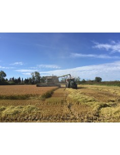 Isolant écologique biosourcé - Paille de Riz 2