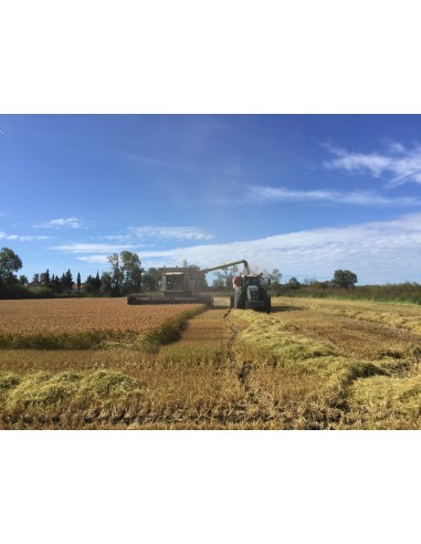Isolant écologique biosourcé - Paille de Riz