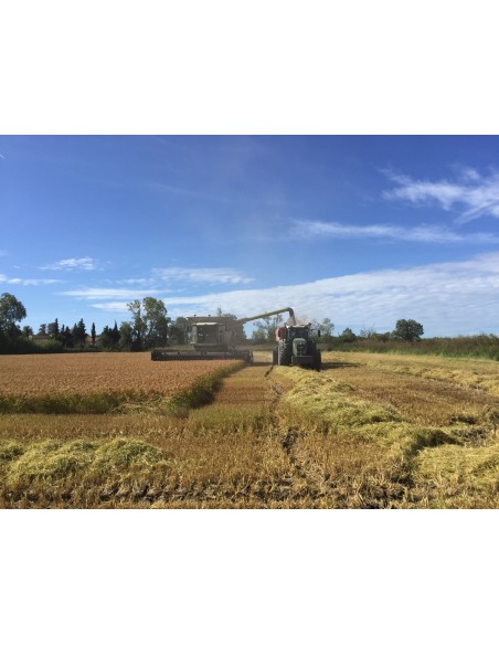 Isolant écologique biosourcé - Paille de Riz